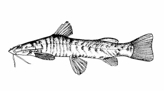 Anoplopterus kivuensis