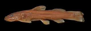 Anoplopterus natalensis