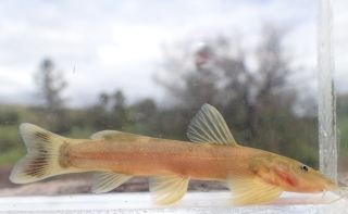 Anoplopterus uranoscopus