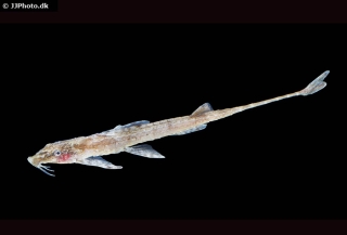 Belonoglanis sp. (2)