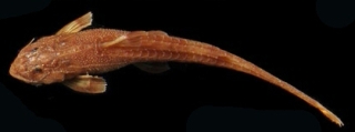 Trachyglanis ineac