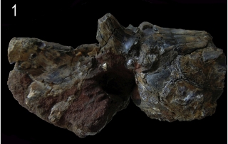 &dagger;Amphiarius paleoorinocoensis