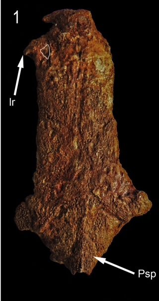 &dagger;Ariopsis ariopsilus