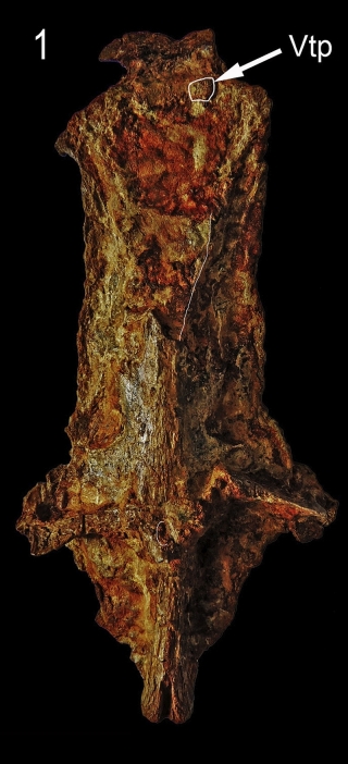 &dagger;Ariopsis ariopsilus