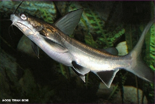 Ariopsis seemanni Ariopsis seemanni