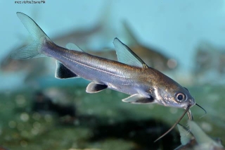 Ariopsis seemanni Ariopsis seemanni