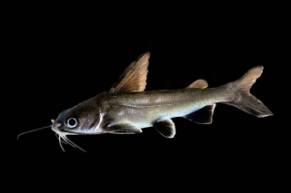 Ariopsis seemanni Ariopsis seemanni