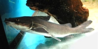 Ariopsis seemanni Ariopsis seemanni