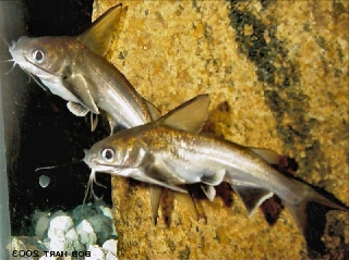 Ariopsis seemanni Ariopsis seemanni