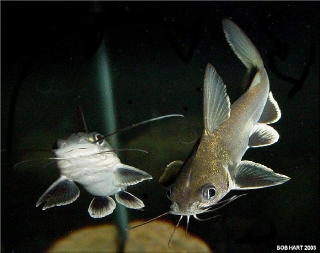 Ariopsis seemanni Ariopsis seemanni