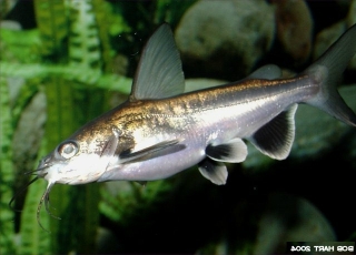 Ariopsis seemanni Ariopsis seemanni