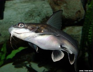 Ariopsis seemanni Ariopsis seemanni