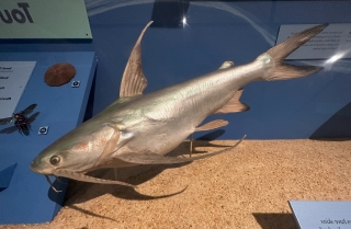 Bagre marinus Bagre marinus