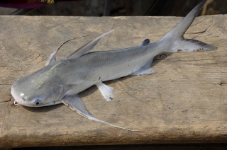 Bagre marinus Bagre marinus