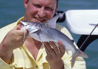 Bagre marinus Bagre marinus