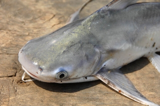 Bagre marinus Bagre marinus