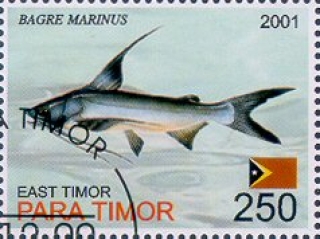 Bagre marinus Bagre marinus