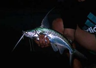 Bagre marinus Bagre marinus