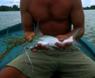 Bagre marinus Bagre marinus