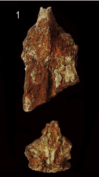 &dagger;Bagre urumacoensis