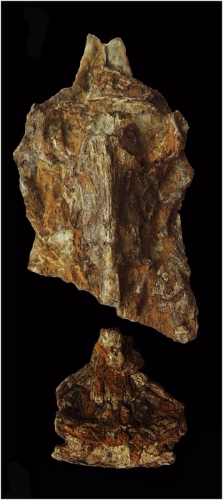 &dagger;Bagre urumacoensis