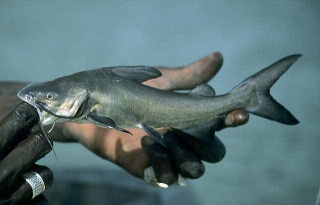 Carlarius latiscutatus Carlarius latiscutatus