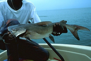 Carlarius latiscutatus Carlarius latiscutatus