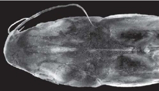 Cathorops kailolae Cathorops kailolae