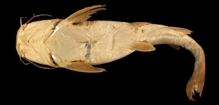 Pararius mastersi Pararius mastersi