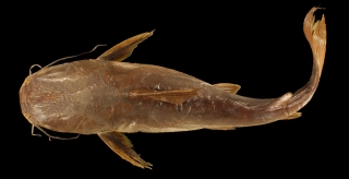 Pararius mastersi Pararius mastersi