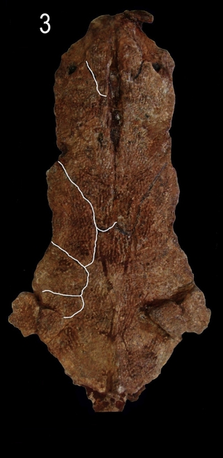 &dagger;Sciades latissimum