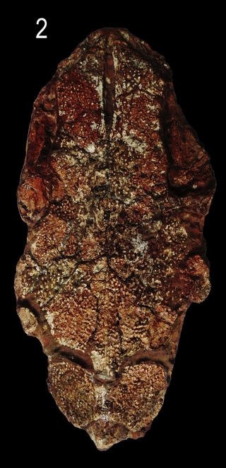 &dagger;Sciades peregrinus