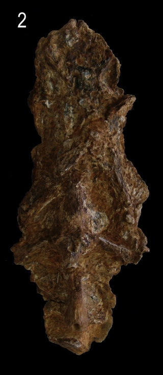 †Sciades peregrinus †Sciades peregrinus