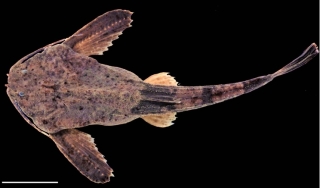 Bunocephalus erondinae