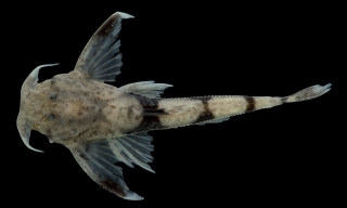 Ernstichthys taquari