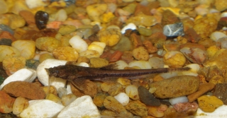 Pseudobunocephalus iheringii