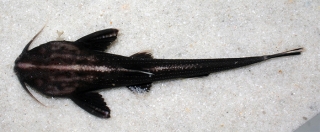 Xyliphius melanopterus