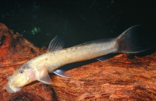 Astroblepus sp. (3)