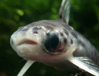 Balroglanis schultzi