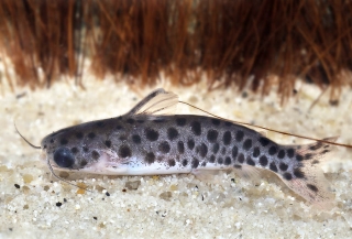 Balroglanis schultzi