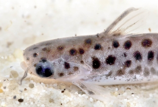 Balroglanis schultzi