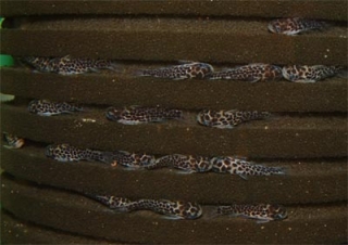 Duringlanis perugiae