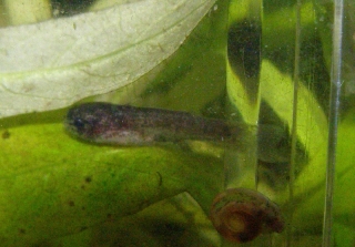 Duringlanis perugiae