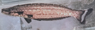 Pseudepapterus hasemani