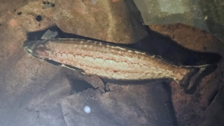 Pseudepapterus hasemani