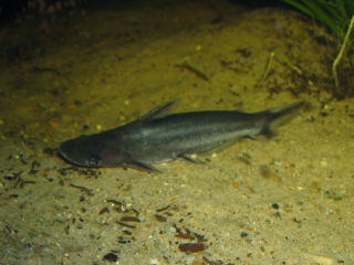 Tympanopleura atronasus