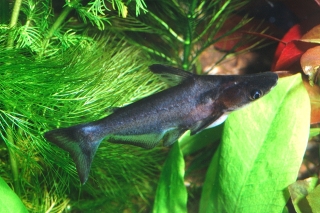 Tympanopleura cryptica