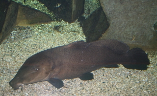 Auchenoglanis biscutatus Auchenoglanis biscutatus