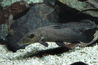 Auchenoglanis biscutatus Auchenoglanis biscutatus