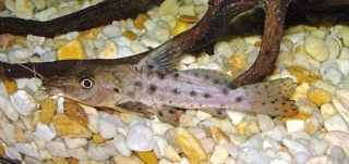 Auchenoglanis biscutatus Auchenoglanis biscutatus